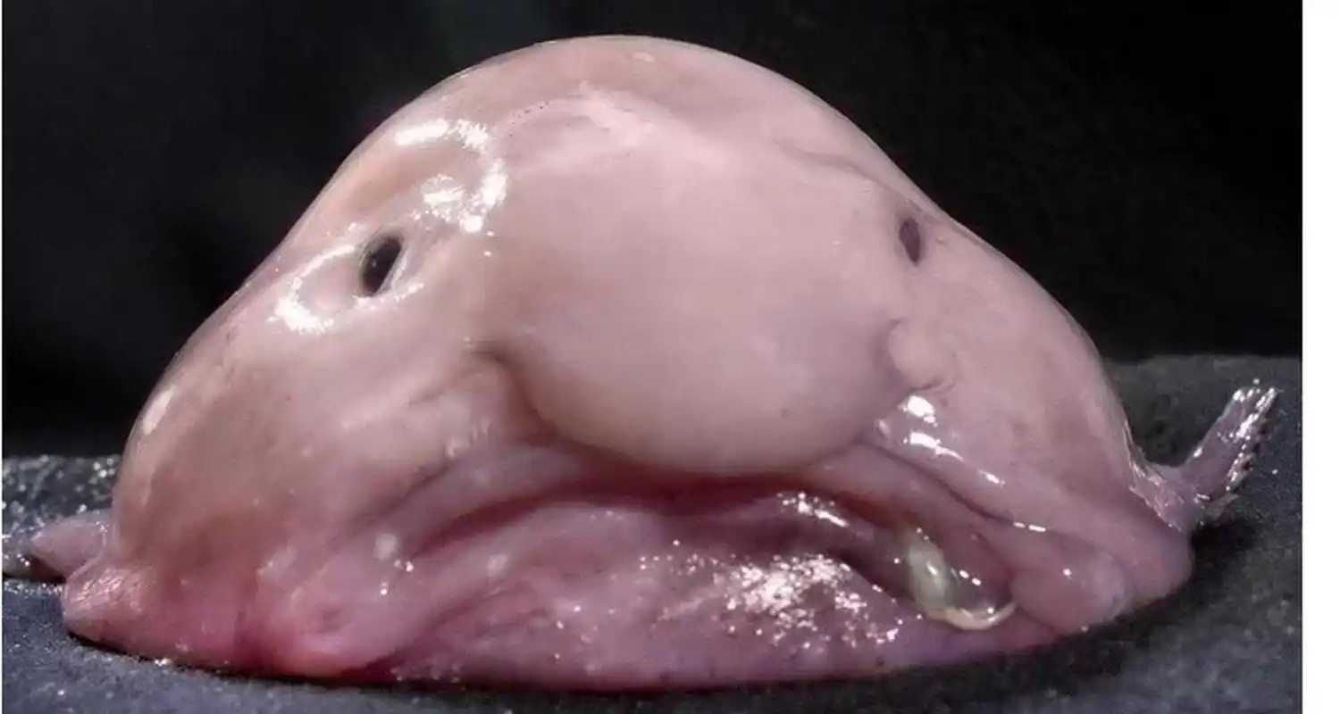 世界上最奇怪的动物 水滴鱼,生活在海洋深处,那里的压力非常大.事实上