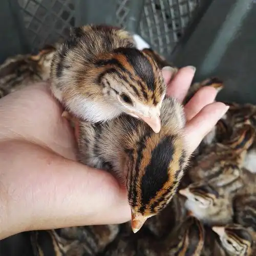 珍珠鸡鸡苗脱温珍珠鸡育隆禽业