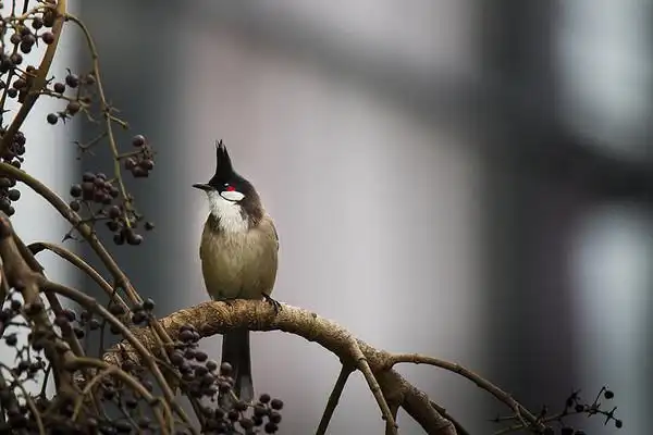 吃果子的红耳鹎