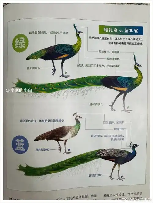蓝孔雀##绿孔雀