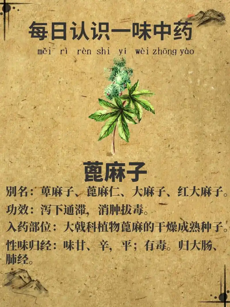 蓖麻子的功效与作用 - 抖音