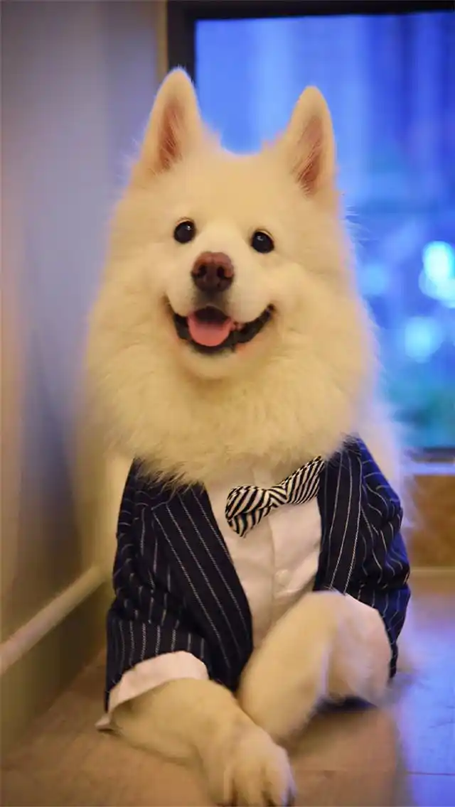 可爱狗狗萌宠高清手机壁纸图片