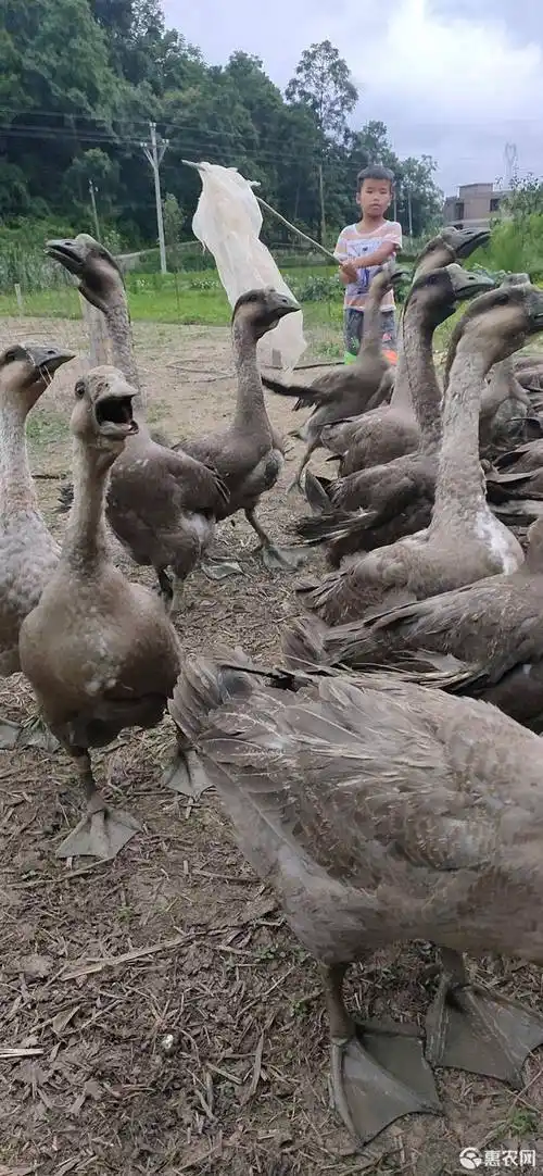 生长环境 全散养 单只重 12斤以上 品种名 杂交鹅 类型 公母混合 喂