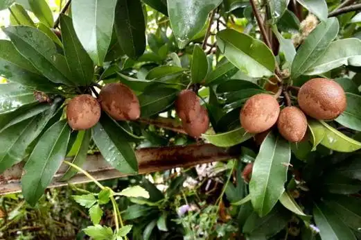 二,人参果树不会长出人参娃娃许多人问人参果树真的会长出人参娃娃不