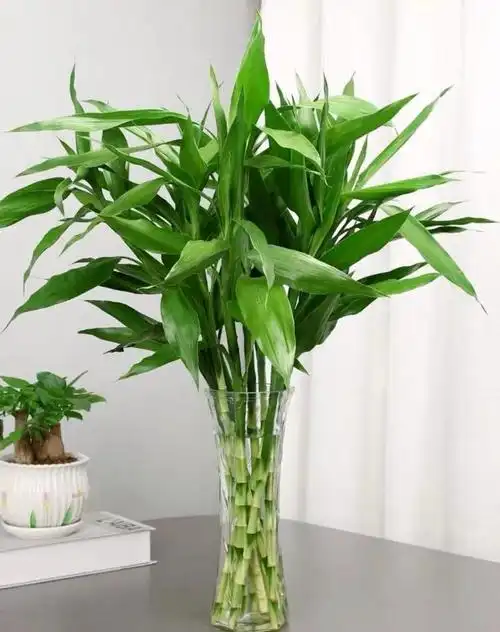 【富贵竹】养护知识