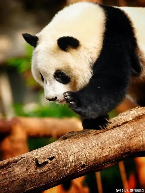 成都熊猫繁育基地内和游客打招呼的熊猫