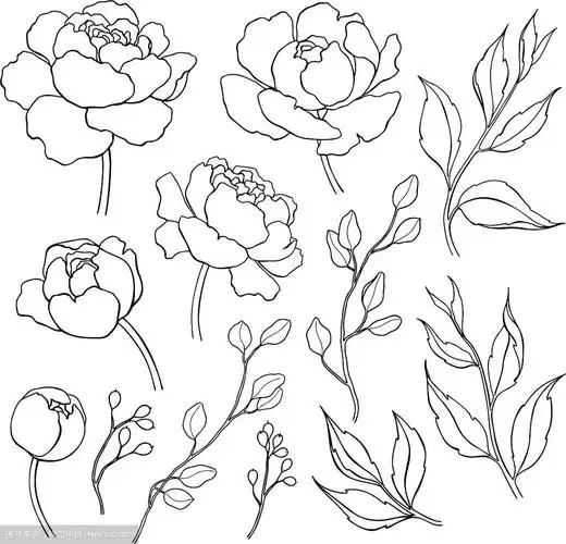 牡丹花和叶的线条手绘