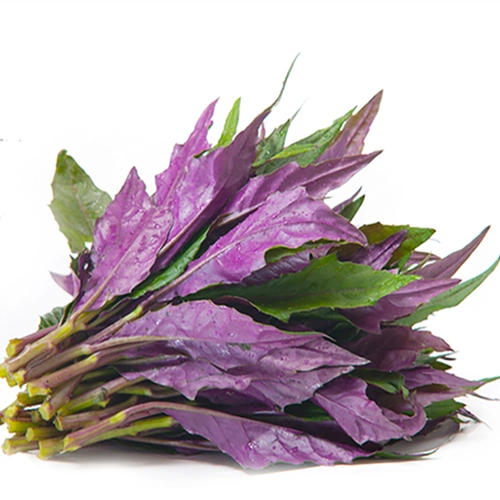 紫背菜种子紫背菜种苗血皮菜种子紫色花卉苗木紫色蔬菜阳台种植