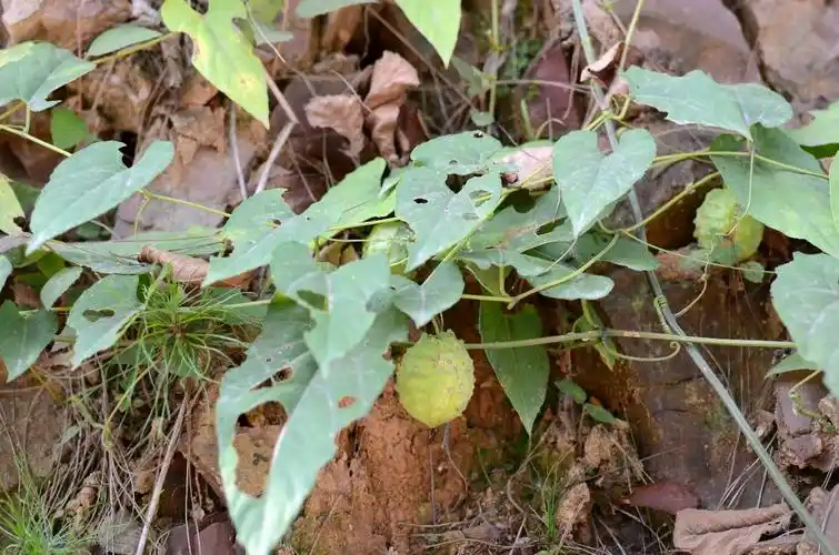 高望界保护区植物皱果赤瓟