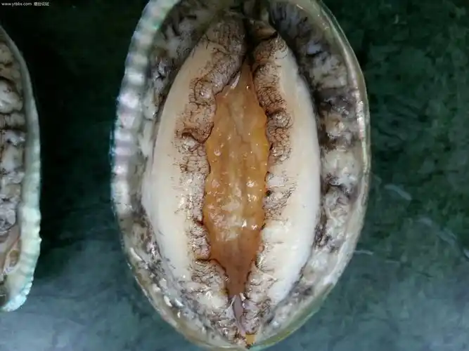 鲍鱼的功效与作用及食用方法鲍鱼的营养价值