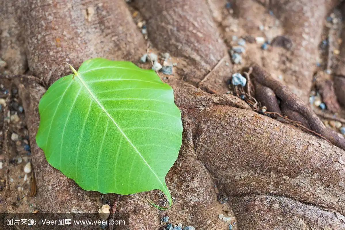 叶子,自然,阔叶树,式样,水平画幅