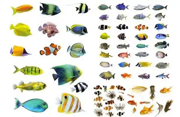 【热带鱼品种】热带鱼常见有多少种?