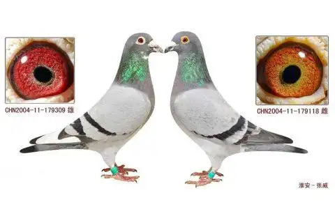 超级种鸽黄金配对图片,黄金甲信鸽和什么颜色