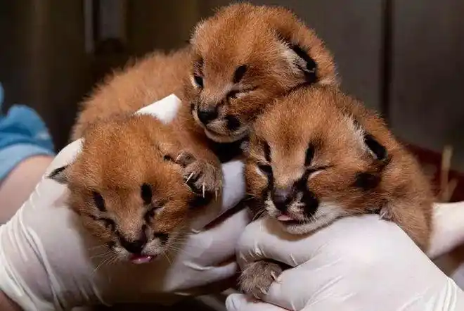 狞猫天生双马尾跟薮猫是近亲啥这俩字都不会读