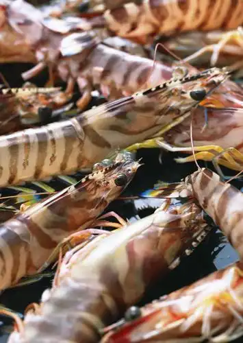 海鲜,无人,竖图,俯视,室内,特写,白天,一堆,许多,堆叠,堆积,虾,很多