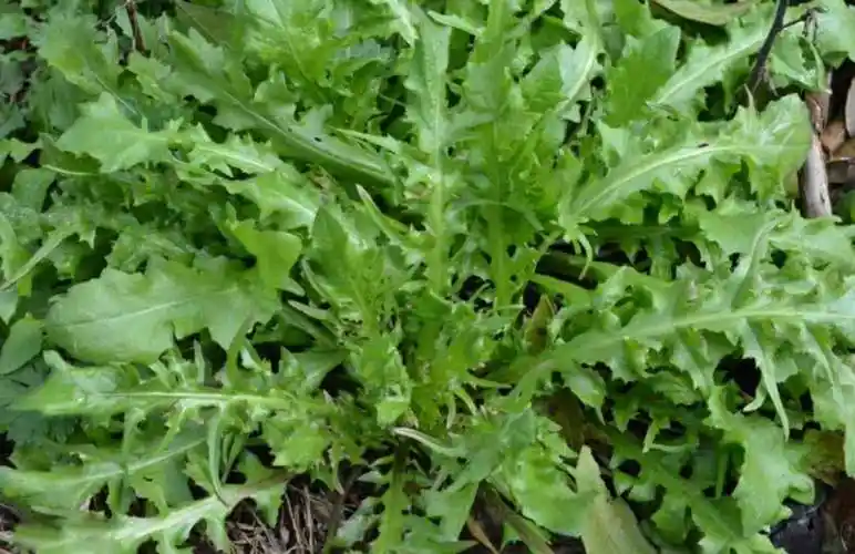 荠菜图片大全(荠菜图片大全 成熟) - 美食推荐 - 美食小家庭