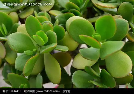 圆叶红边的植物是什么