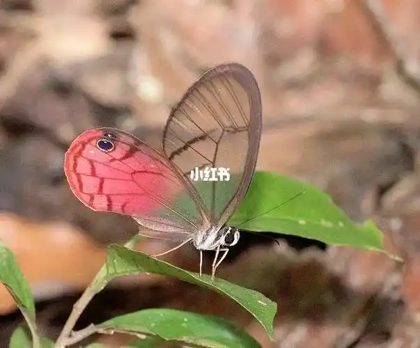 91第七期红色绡眼蝶属cithaerias