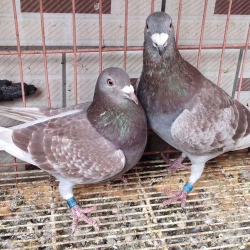 信鸽活体鸽子一对赛鸽成绩鸽天落包活种鸽幼鸽青年鸽肉鸽活物鸽子 红