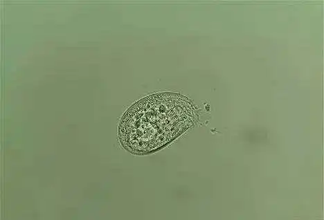 鱼病防治之斜管虫病