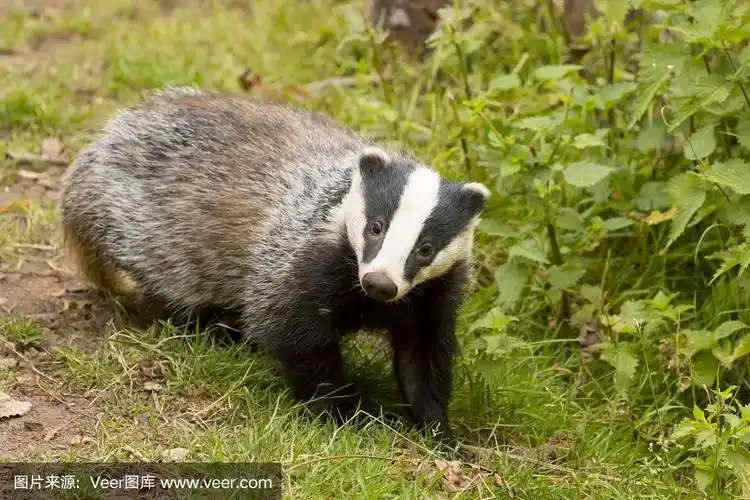獾,可爱的,地下的,野生动物,黄昏