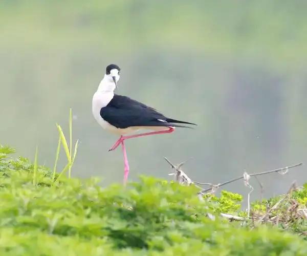 黑翅长腿鹬 2019年4月11号 浐灞 幸福渠拍摄