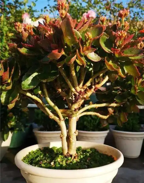 谁说长寿花老了不能爆花用3招老桩照样灿烂开爆花变大花球