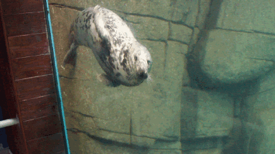 开学季这个知识点你必须get海洋好学生上课了海豹海狮海狗到底谁是谁