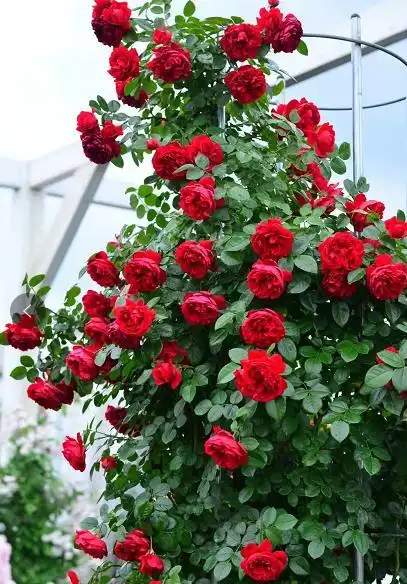 爬藤能力强的4种月季,开成"一面"花墙,开花上百朵
