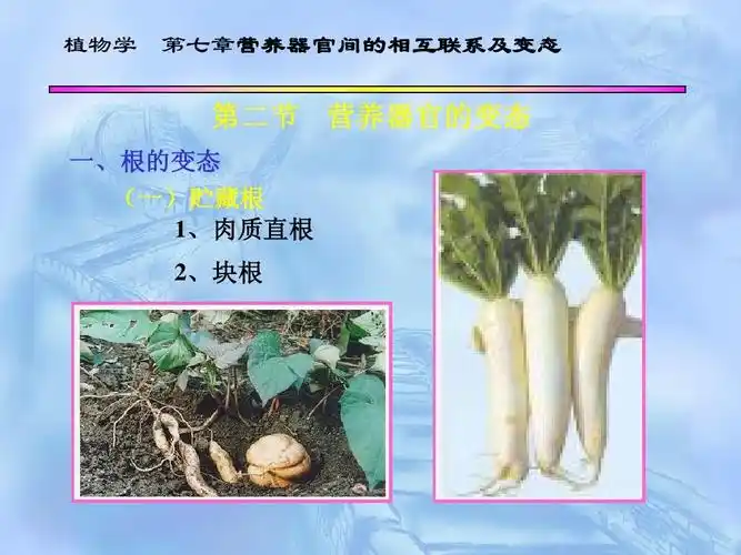 营养器官之间的相互联系和变态ppt