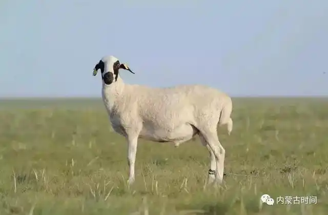 苏尼特羊是内蒙古优良的地方肉羊品种之一,以肉质嫩,口感好而名扬全国