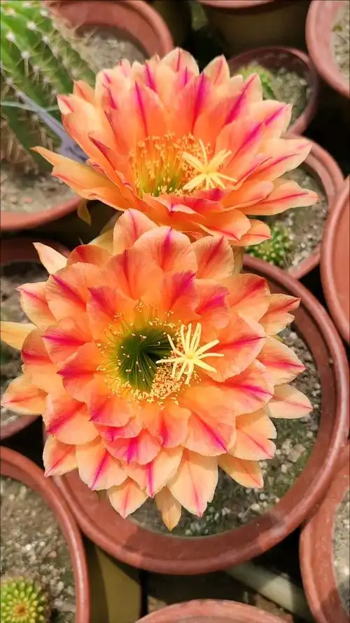 毛花柱中的复色品种,开花大,颜色正,它就是火焰魔术师!-度小视