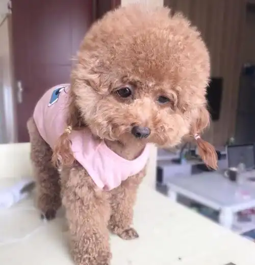 泰迪犬是一只十分受欢迎的狗狗,它在狗界的智商排名第二,加上造型可爱