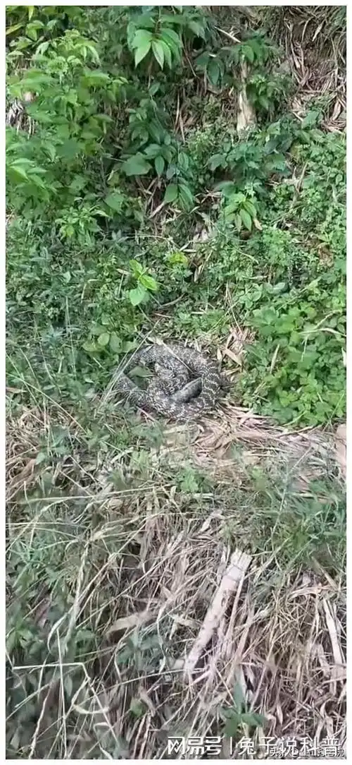 心惊胆战!江苏连云港,有村民在野外草地,拍到条盘成蚊香花斑蛇