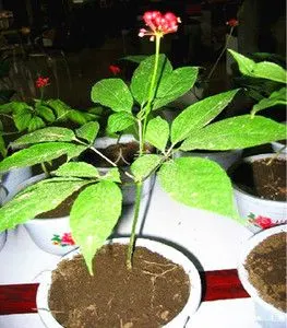 春季发芽款西洋参苗满速生长白山人参苗带土发满10送3,20根包邮