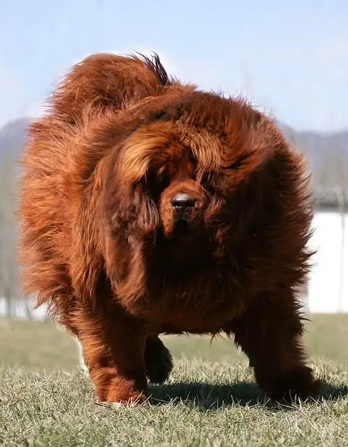 小黑摄影新作 "中华国宝" 红色藏獒 一般人看不到呀.