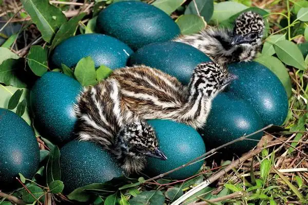 发现,鸸鹋和鸵鸟等大型鸟类相比其他鸟类物种基因组演化的速率慢很多