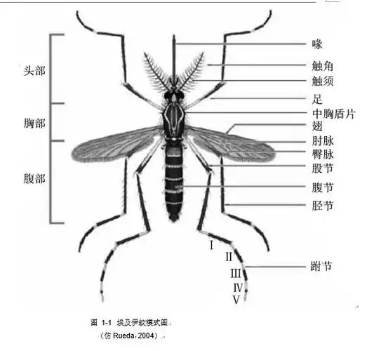 蚊虫为小型昆虫,大多在 3～6 mm,身体柔软,足和喙细长,身体多处部位