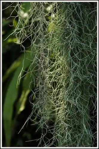 这叫老人须.请看图对比.