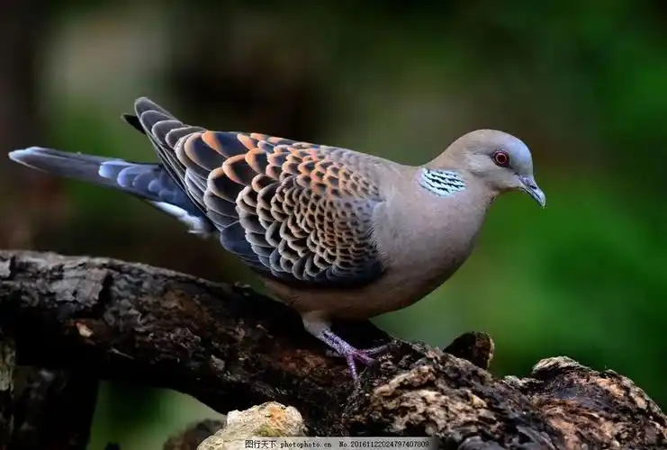 这人打27只鸟,判4个月,赔8100元,长垣刚出过相关通告_斑鸠