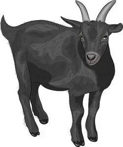 黑山羊蓝领黑山羊只黑山羊,可爱卡通黑白背景黑山羊肖像黑山羊黑