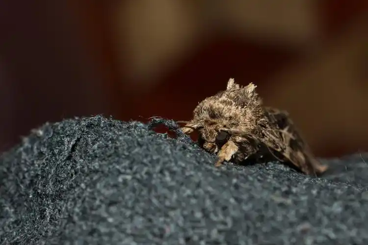 图虫人文摄影飞蛾