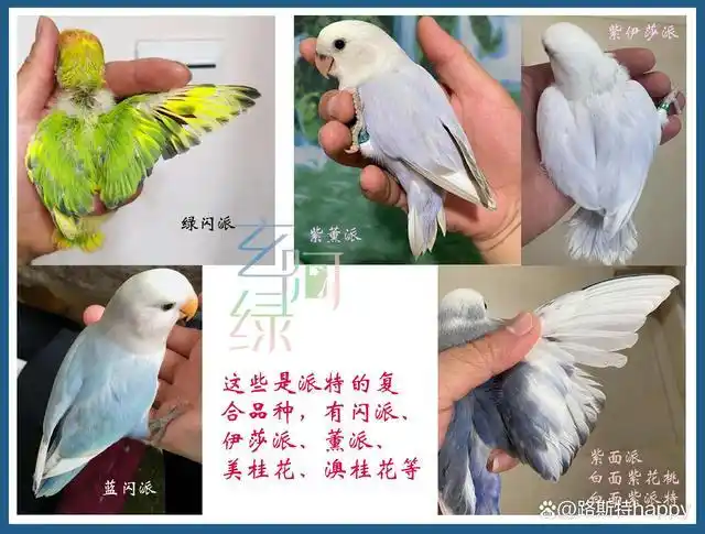 牡丹鹦鹉的派特