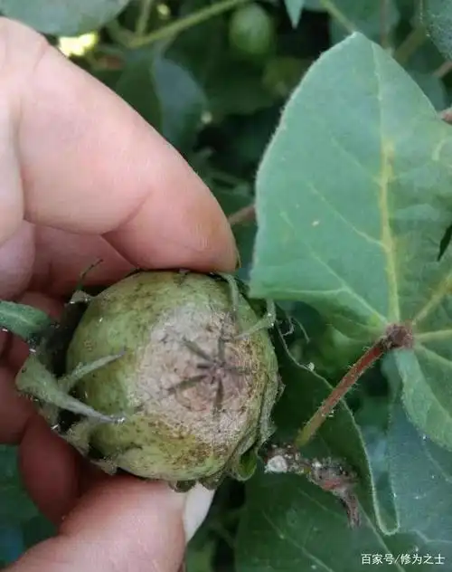 棉花蓟马影响产量还让人头疼,这样防治才有效果,你做对了吗?