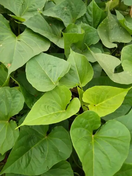 番薯藤有两种用法,一种内服进行煎汤,另一种是外用,把红薯藤捣碎后敷.