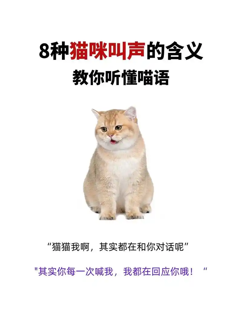 读懂喵言妙喵语8种猫咪叫声你听得懂.读懂喵言妙喵语|8种猫咪 - 抖音