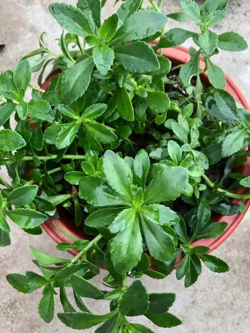 夏天 家里有孩子的, 备一盆云南白药草还是很有必要的, 蚊虫叮咬, 揪