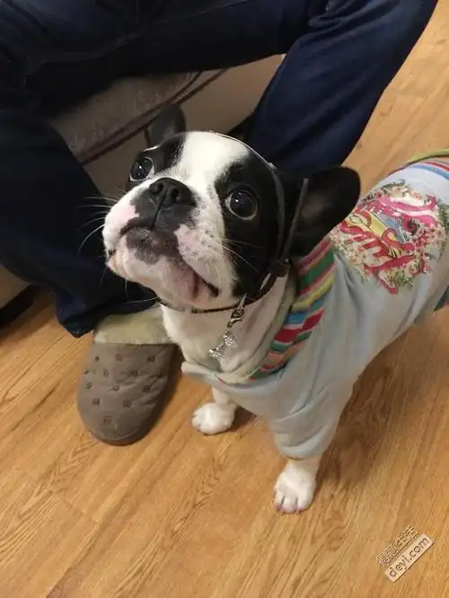 黑白奶牛花法斗小美女找老公借配了