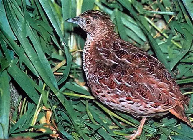 林三趾鹑