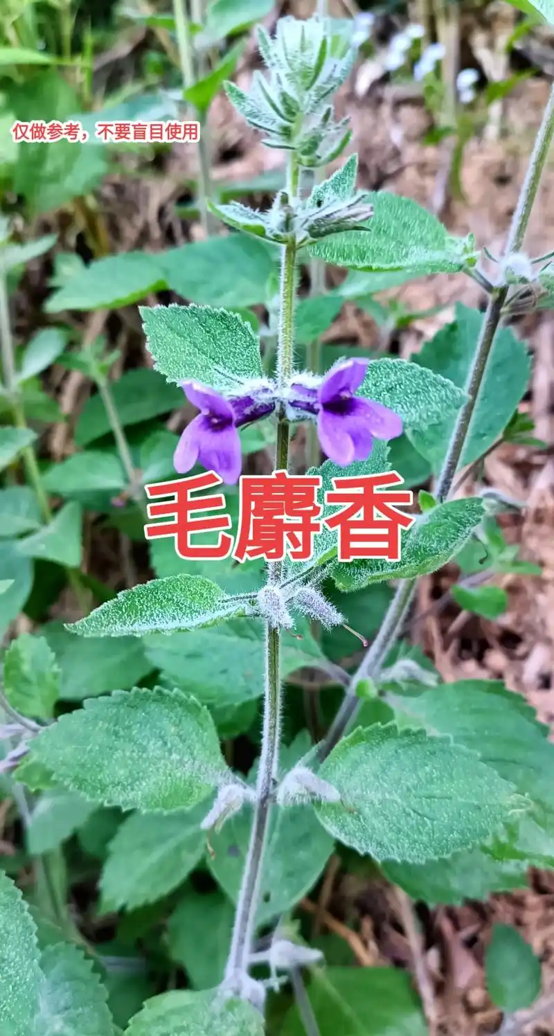 毛麝香别名.五凉草,饼草,毛老虎,五郎草.#野生草药 #消肿 - 抖音